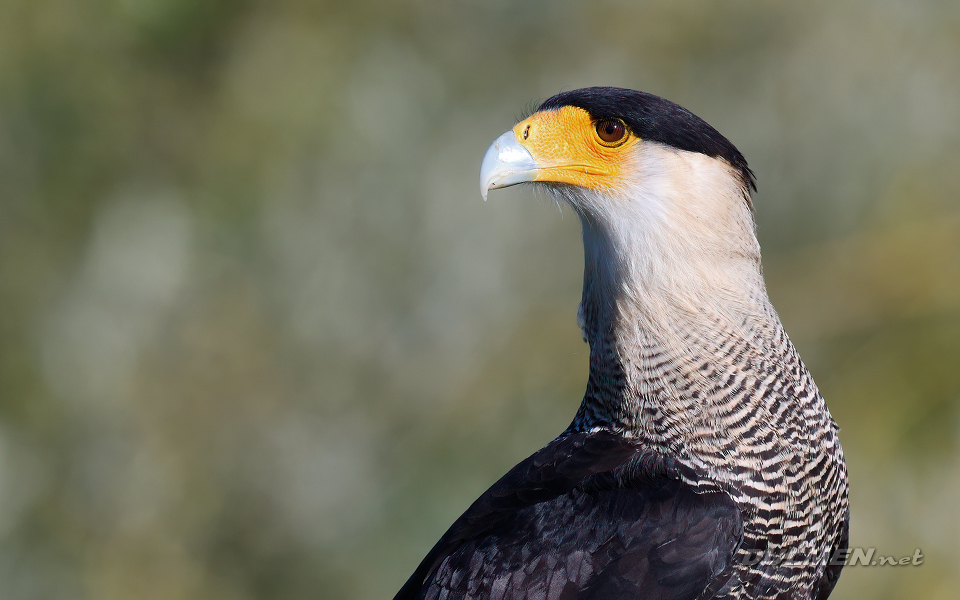 01 Crested caracara (Caracara plancus)